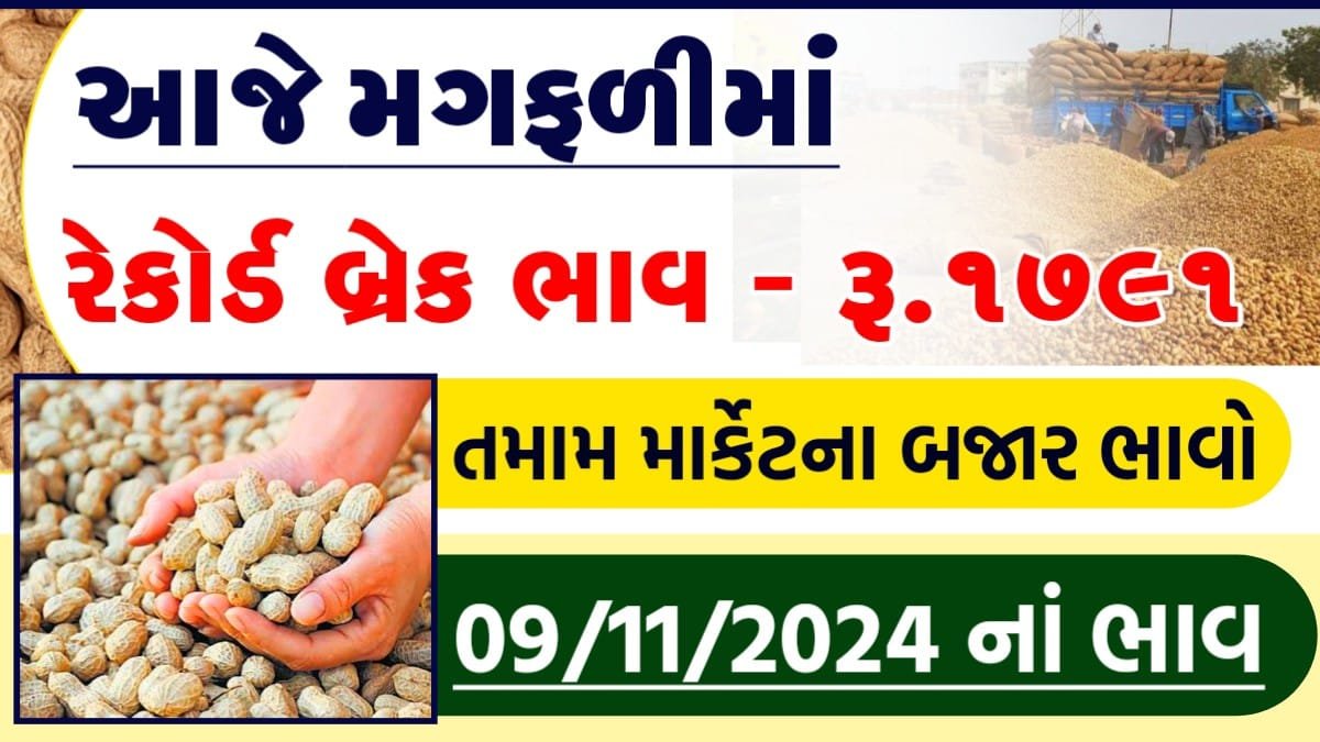 Groundnut Price in Gujarat