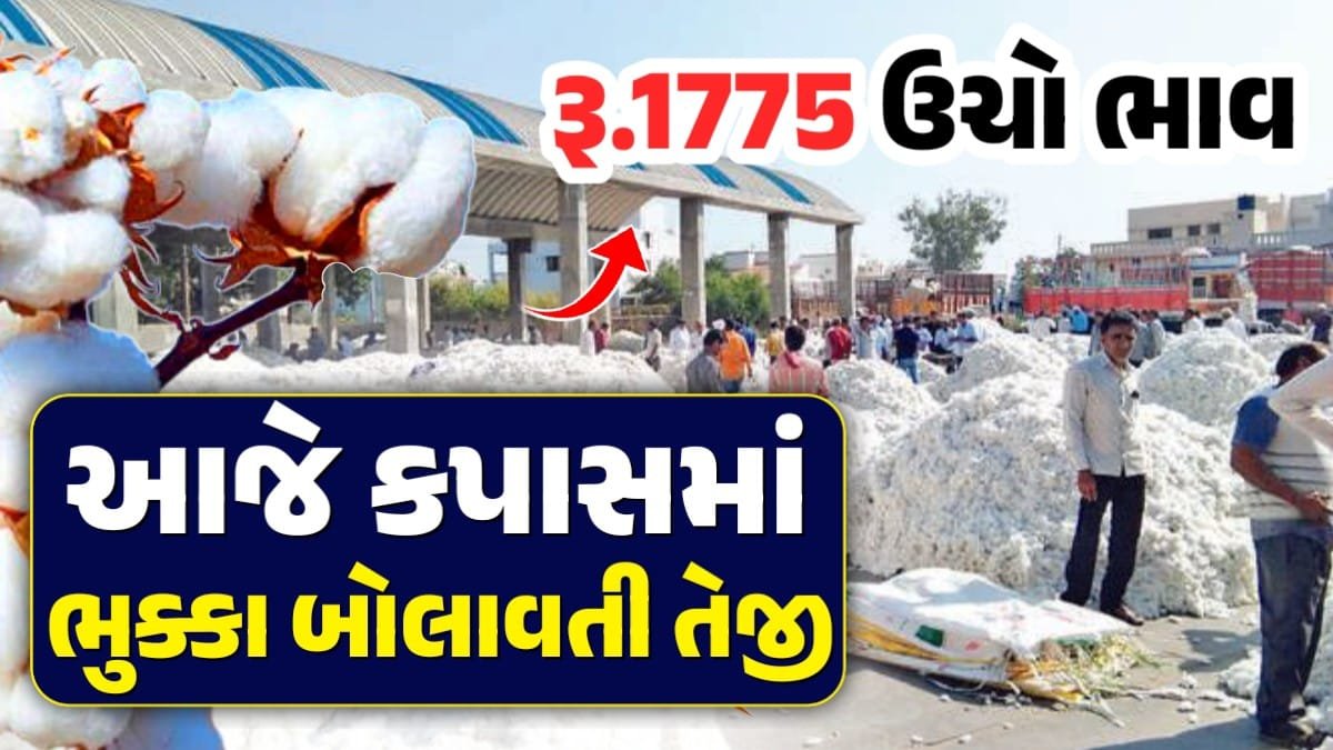 cotton price in gujarat