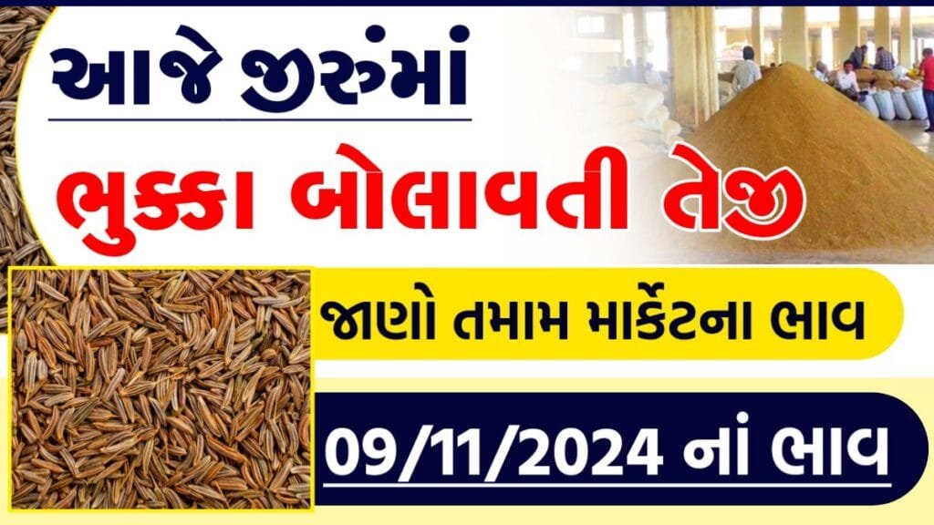 jiru price n gujarat