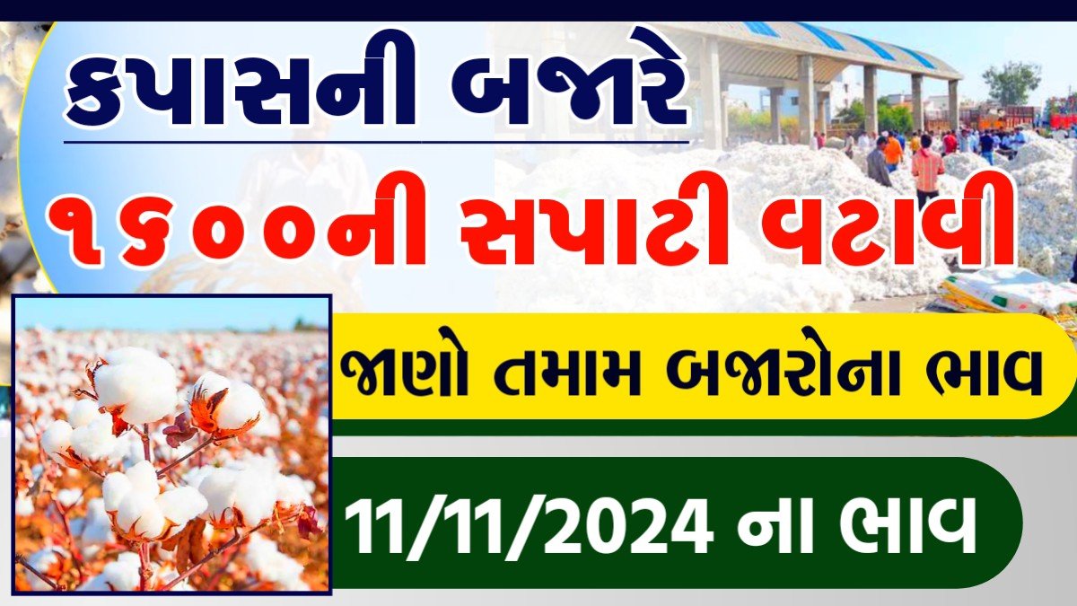 કપાસના ભાવ 2024