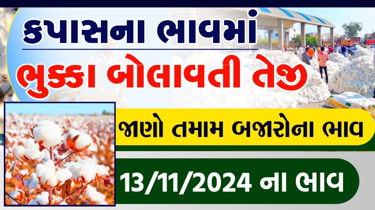 kapas bhav today rajkot