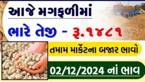 મગફળીના ભાવમાં વધારો