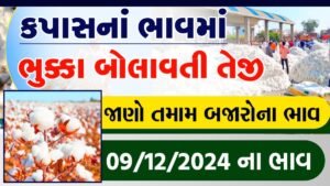 cotton rate today gujarat